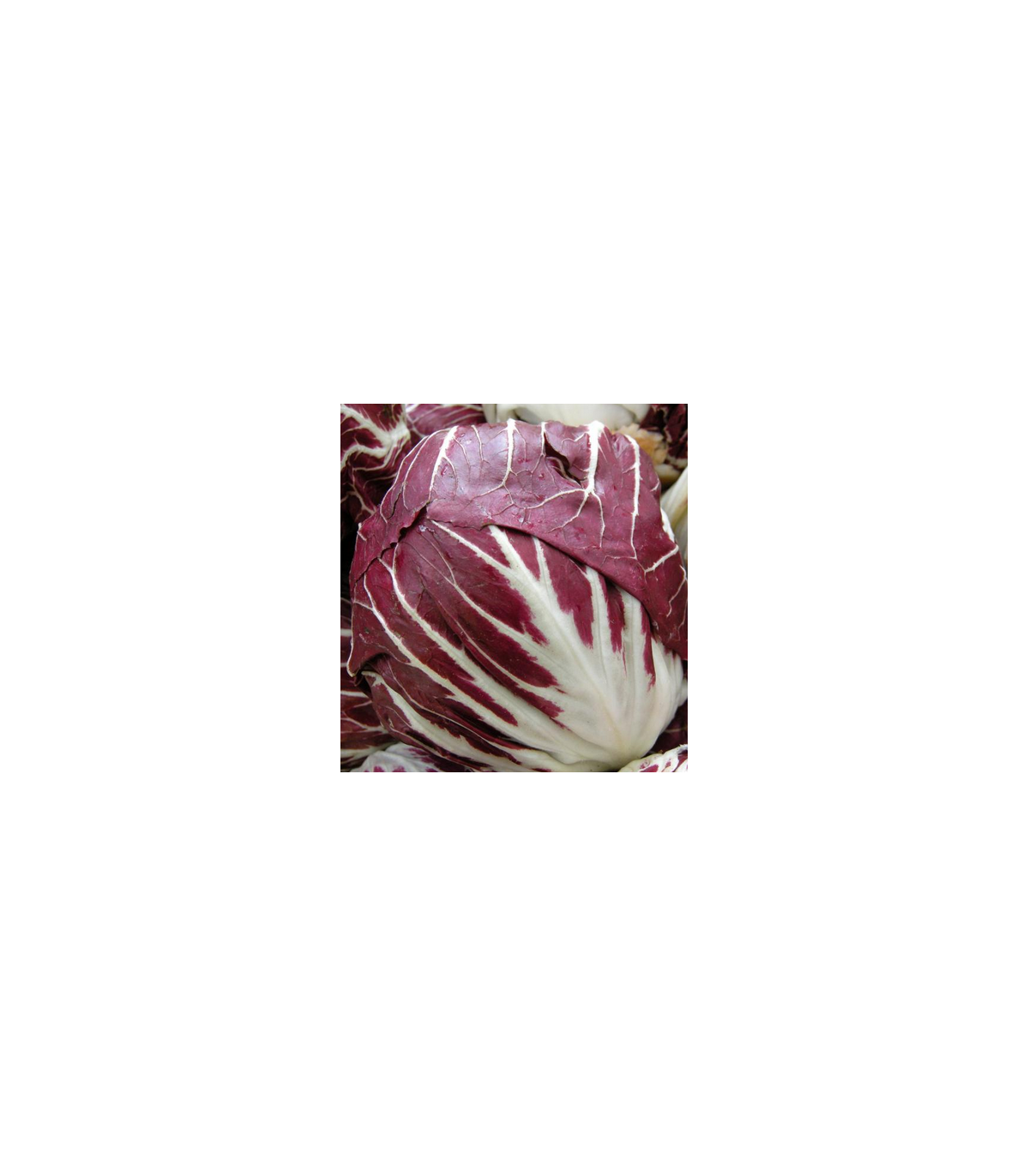 Kapusta červená skorá - Brassica oleracea - semená - 0,5 g