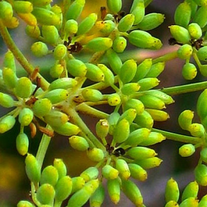 Fenikel obyčajný - Foeniculum vulgare - semená - 0,6 g
