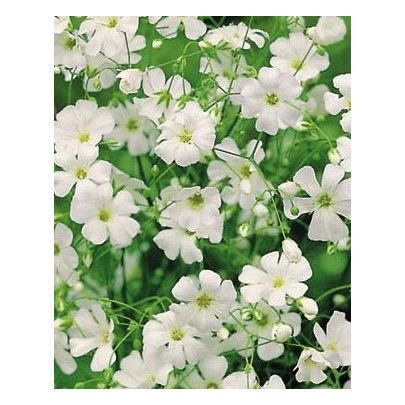 Šáter ozdobný - Gypsophila elegans maxima alba - semená - 150 ks