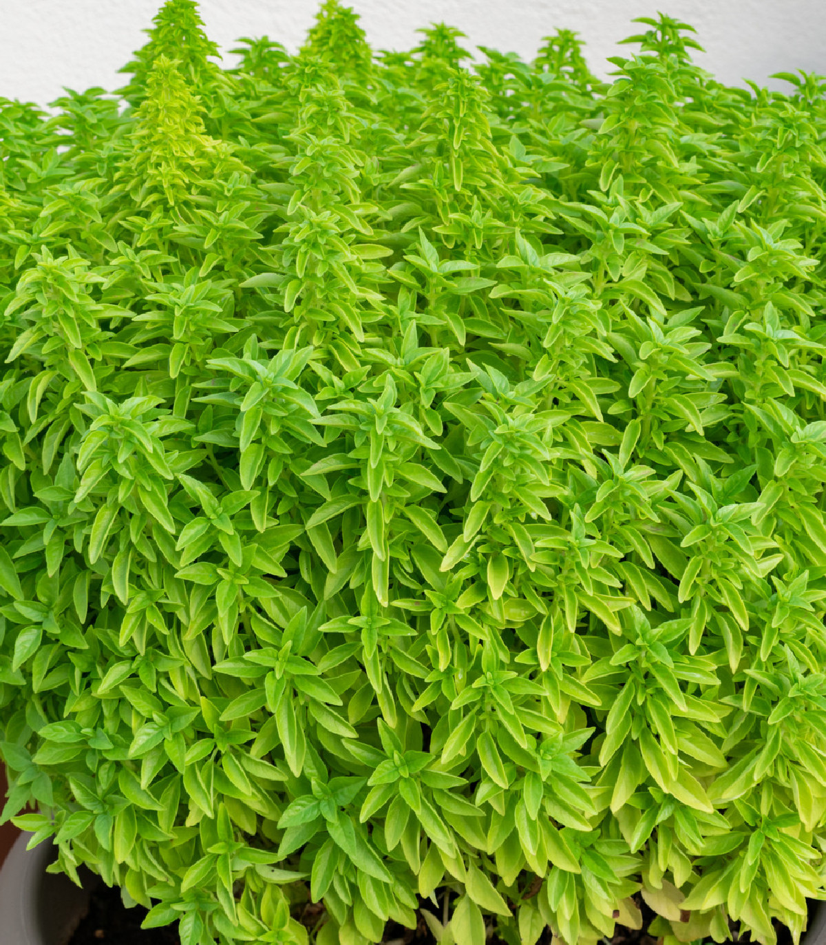 Bazalka Fino verde - Ocymum basilicum - semená - 50 ks