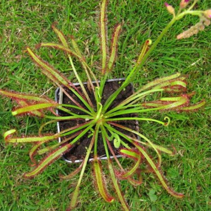 Rosička červená - Drosera capensis Giftberg - semená - 15 ks