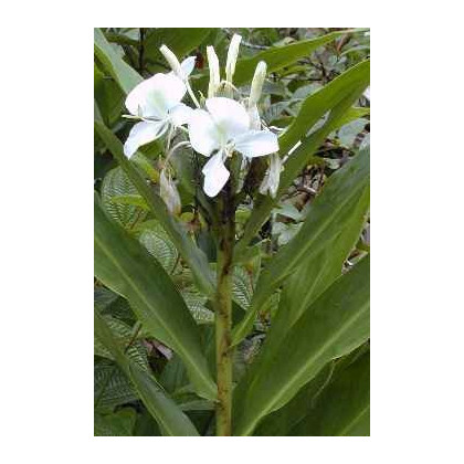 Okrasný zázvor - Hedychium - semená - 2 ks