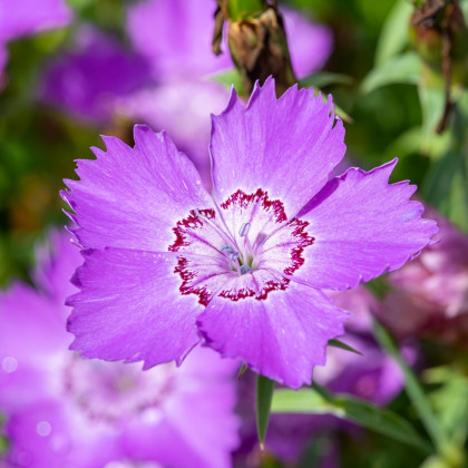 Klinček sibírsky - Dianthus amurensis - semená - 100 ks