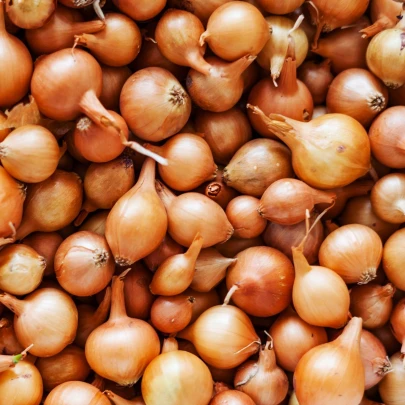 Cibuľa sadzačka Stuttgarter Riesen - Allium cepa - cibuľky - 500 g