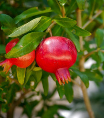 Granátovník - Punica Granatum - semená - 5 ks