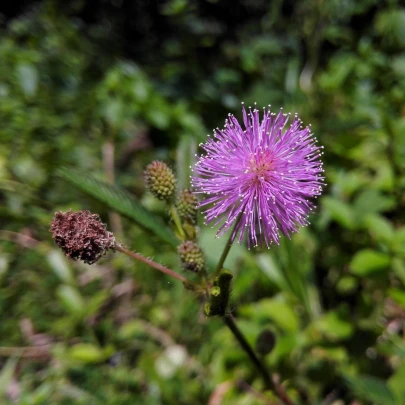 Citlivka obyčajná - Mimosa pudica - semená - 5 ks