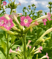 Tabák virginský - Nicotiana tabacum - semená - 150 ks