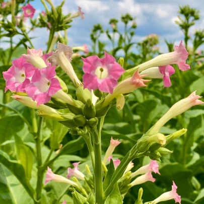 Tabák virginský - Nicotiana tabacum - semená - 150 ks