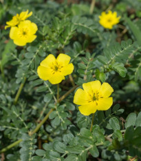 Kotvičník zemný - Tribulus terrestris - semená - 7 ks