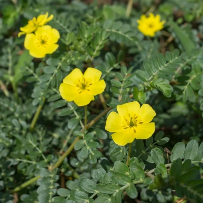 Kotvičník zemný - Tribulus terrestris - semená - 7 ks