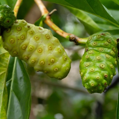 Noni - Morinda citrifolia - semená - 5 ks