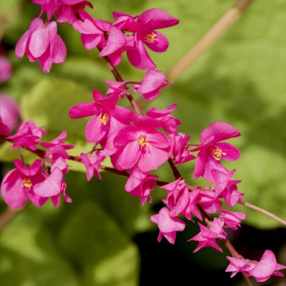 Antigonon mexický -  Antigonon Leptopus - semená - 4 ks