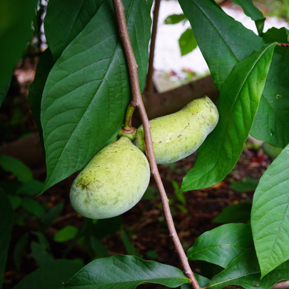 Indiánský banán Paw Paw - Asimina triloba - semená - 4 ks