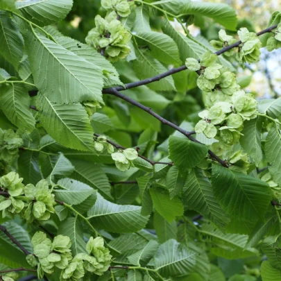 Turkestánsky brest - Ulmus pumila - semená - 10 ks