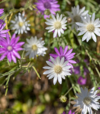 Suchokvet ročný zmes - Xeranthemum annuum - semená - 100 ks