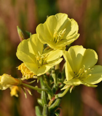 Pupalka - Oenothera biennis - semená - 150 ks