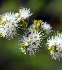 Kanuka - Kunzea ericoides - semená - 6 ks