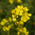 Horčica čierna - Brassica nigra - semená - 50 ks