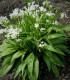 Cesnak medvedí - Allium ursinum - semená - 7 ks