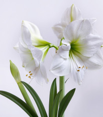 Zornica Mont Blanc - Hippeastrum - cibuľoviny - 1 ks