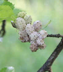 Morušovník biely - Morus alba - semená - 5 ks