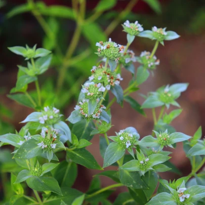 Americká horská mäta - Pycnanthemum pilosum - semená - 20 ks