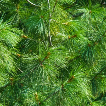 Borovica Roxburghova - Pinus roxburhii - semená - 5 ks