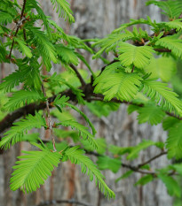 Metasekvoja čínska - Metasequoia glyptostroboides - semená - 10 ks