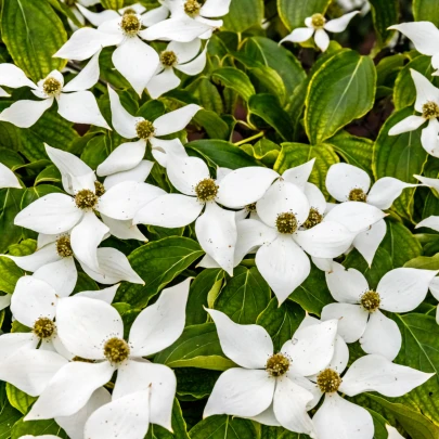 Drieň japonský - Cornus kousa - semená - 4 ks