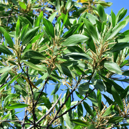 Akácia - Acacia mangium - semená - 8 ks