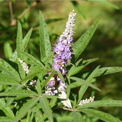 Vitex jahňací - Vitex agnus castus - semená - 9 ks