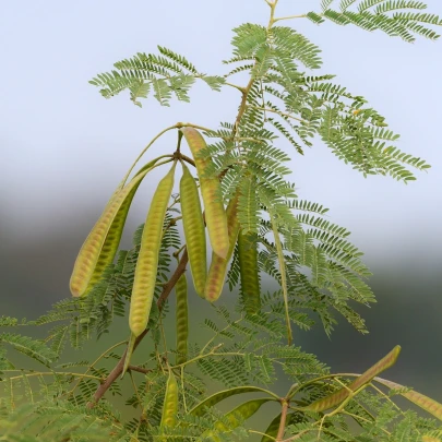 Divoká mimóza - Leucaena leucocephala - semená - 7 ks