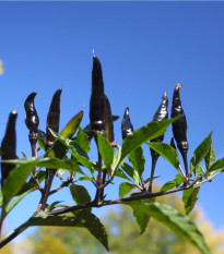 Chilli Čierne maďarské - Capsicum Annuum - semená - 6 ks