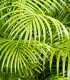 Palma madagaskarská - Dypsis madagascariensis - semená - 3 ks