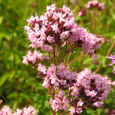 Pamajorán - Oregano - Origanum vulgare - semená - 1200 ks