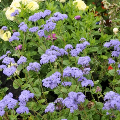 Agerát mexický - Ageratum houstonianum - semená - 0,5 g