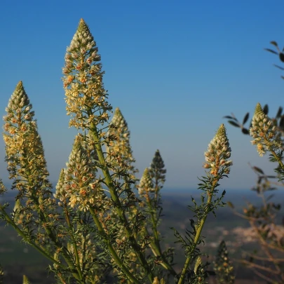 Rezeda voňavá velkokvetá - Reseda odorata - semená - 350 ks