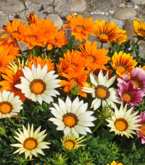 Gazánia zmes farieb - Gazania rigens - semená - 50 ks