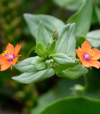 Drchnička roľná - Anagallis arvensis - semená - 20 ks