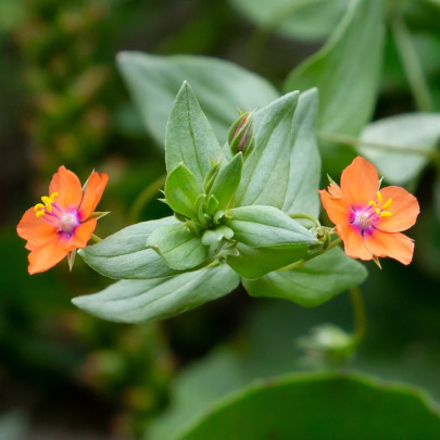 Drchnička roľná - Anagallis arvensis - semená - 20 ks