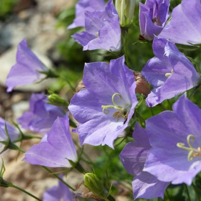 Zvonček karpatský modrý - Campanula carpatica - semená - 400 ks