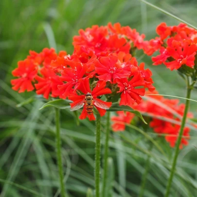 Kukučka hustokvetá - Lychnis chalcedonica - semená - 50 ks