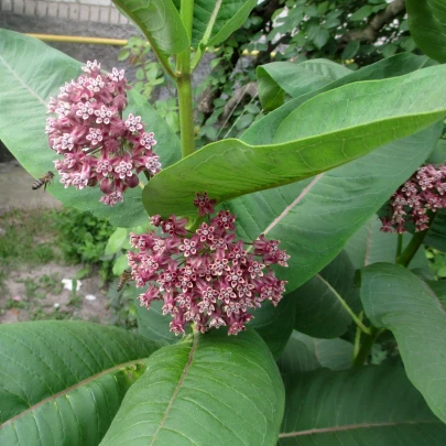 Glejovka hodvábna - Asclepias syriaca - semená - 20 ks