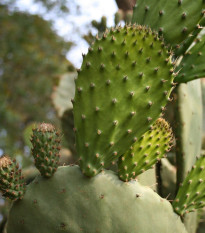 Opuncia - Indiánské figy - Opuntia compressa - semená - 7 ks