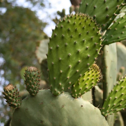 Opuncia - Indiánské figy - Opuntia compressa - semená - 7 ks