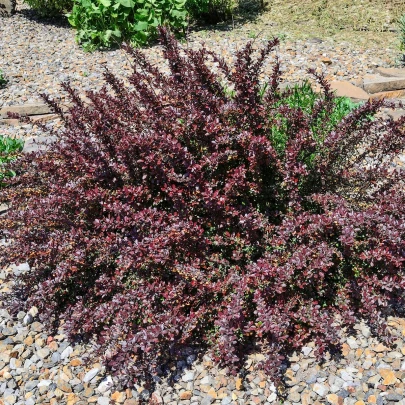 Červený dráč - Berberis thunbergii Atropurpurea - semená - 5 ks