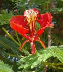 Ohňový strom - Delonix regia - semená - 6 ks