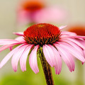 Echinacea purpurová - Echinacea purpurea - semená - 15 ks