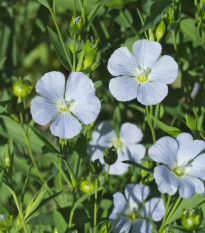 Ľan siaty - Linum usitatissimum - semená - 140 ks