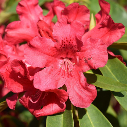 Rododendron - Rhododendron arboreum - semená - 50 ks